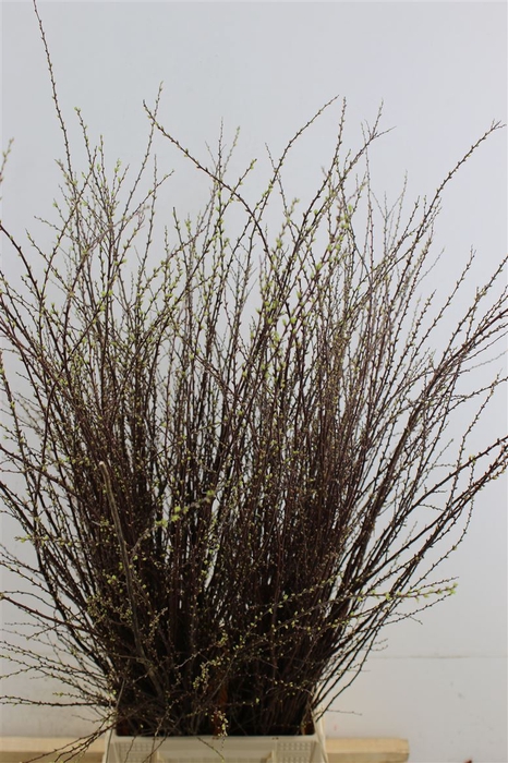 <h4>Spirea Japonica Bunch</h4>