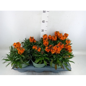 Erysimum linifolium