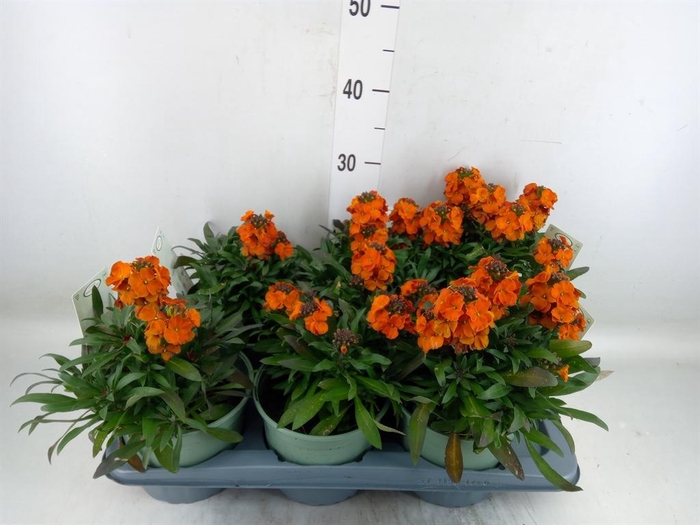 <h4>Erysimum linifolium</h4>