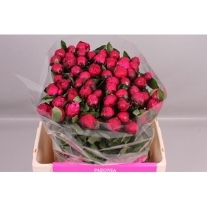 Paeonia Red Sarah Bernhardt