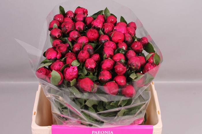 <h4>Paeonia Red Sarah Bernhardt</h4>