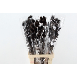 DF Dipsacus Black Bs 130g