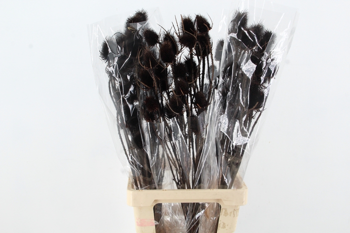 <h4>DF Dipsacus Black Bs 130g</h4>