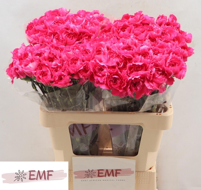 <h4>DI ST CHERRY DAMASC+</h4>