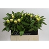 Paeonia Sunny Girl