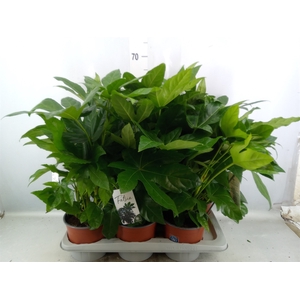 Fatsia japonica