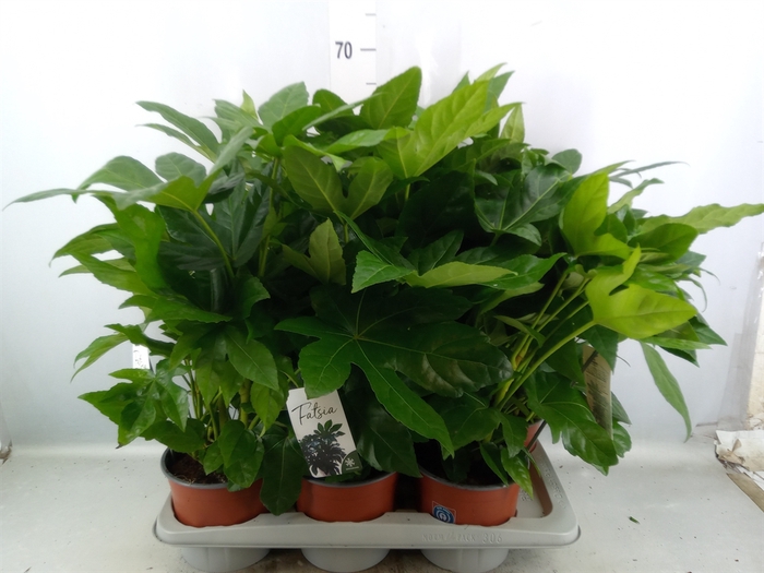 Fatsia japonica