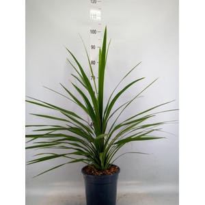 Cordyline indivisa 'Peko'