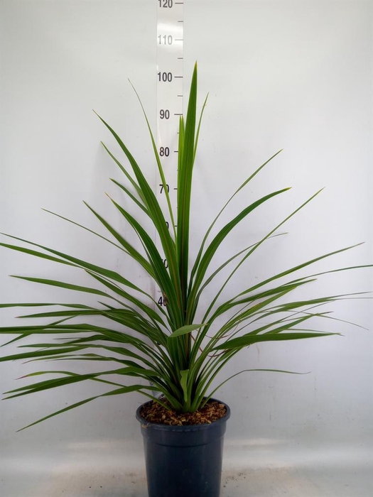 <h4>Cordyline indivisa 'Peko'</h4>
