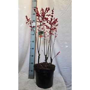 ILEX VERTICILLATA