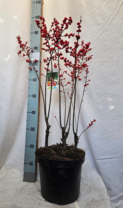 <h4>ILEX VERTICILLATA</h4>