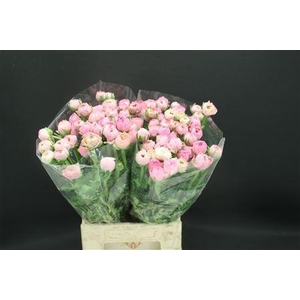 RANUNCULUS  'ELEGANCE PINK'