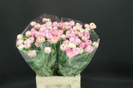 <h4>RANUNCULUS  'ELEGANCE PINK'</h4>