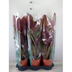 Calathea   ...