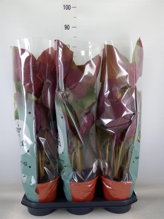 <h4>Calathea   ...</h4>