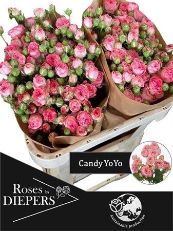 <h4>R Tr Candy Yo-yo</h4>