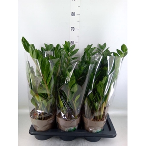 Zamioculcas zamiifolia