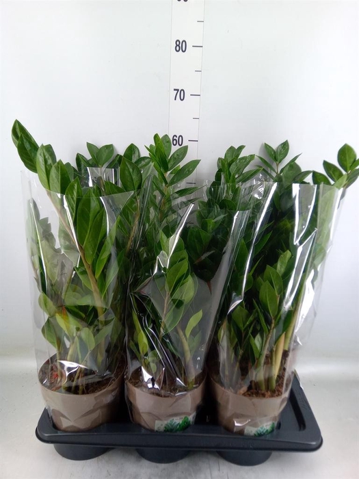 <h4>Zamioculcas zamiifolia</h4>