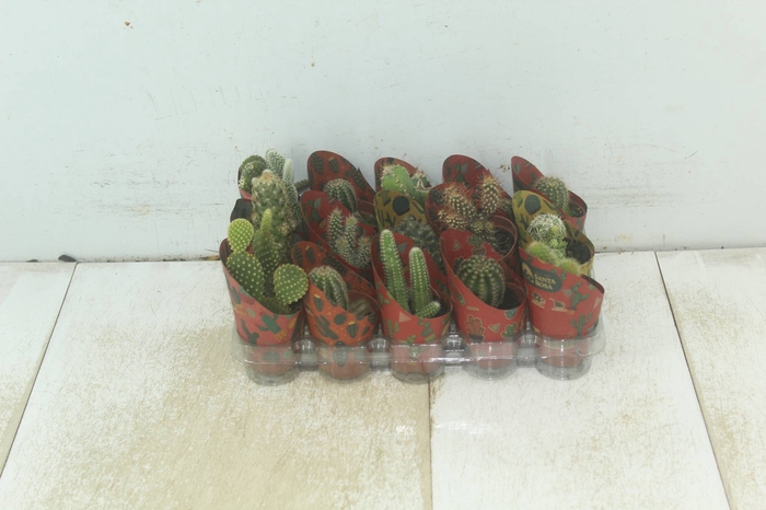 <h4>CACTUS MINI P06</h4>