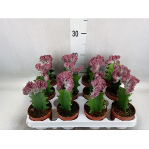 Euphorbia lactea