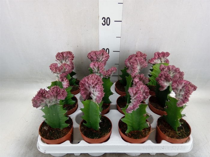 <h4>Euphorbia lactea</h4>