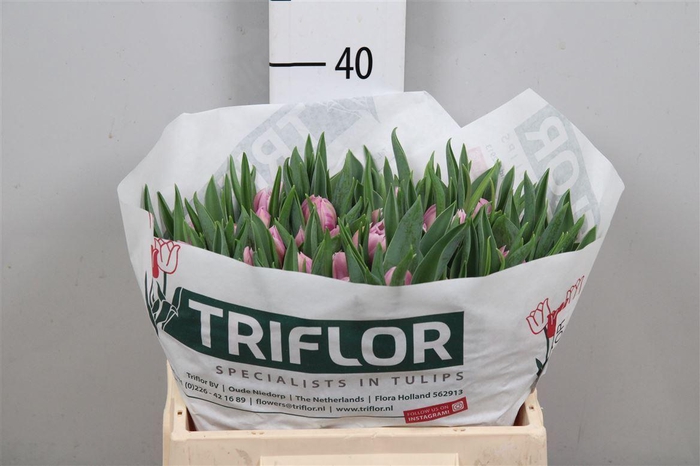 <h4>Tu Du Katinka</h4>