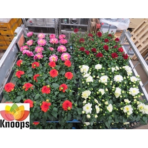 DAHLIA MIXK 4 KL