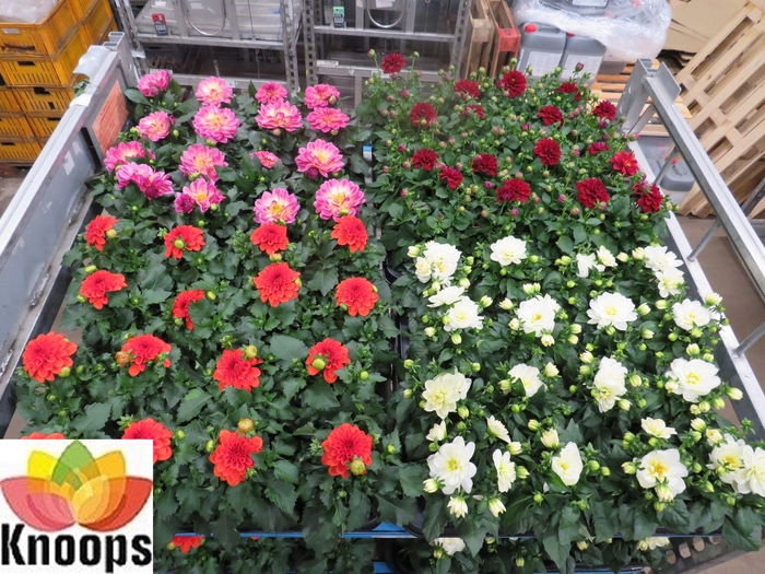 <h4>DAHLIA MIXK 4 KL</h4>
