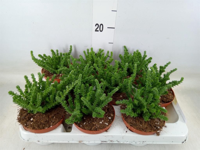 <h4>Crassula   ...</h4>