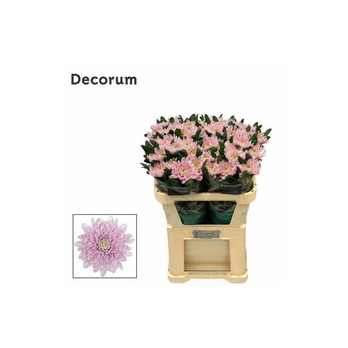 <h4>Chr G Rossano</h4>