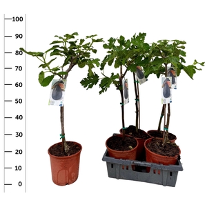 FICUS CARICA