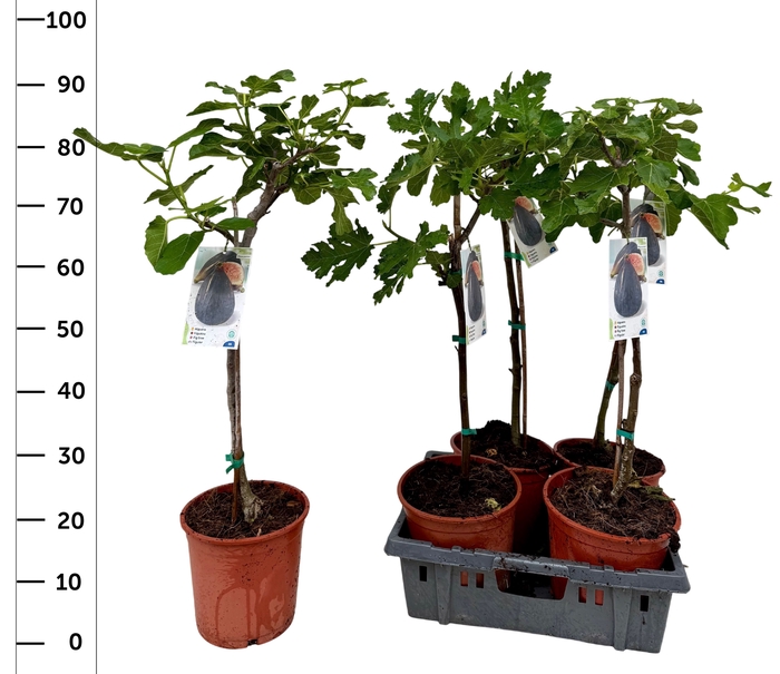 <h4>FICUS CARICA</h4>