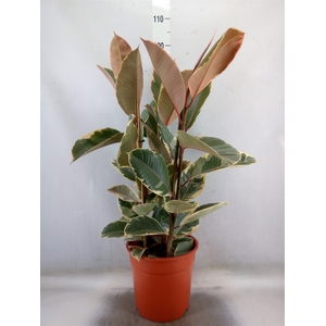 Ficus elastica 'Tineke'
