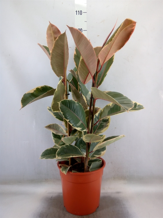 <h4>Ficus elastica 'Tineke'</h4>