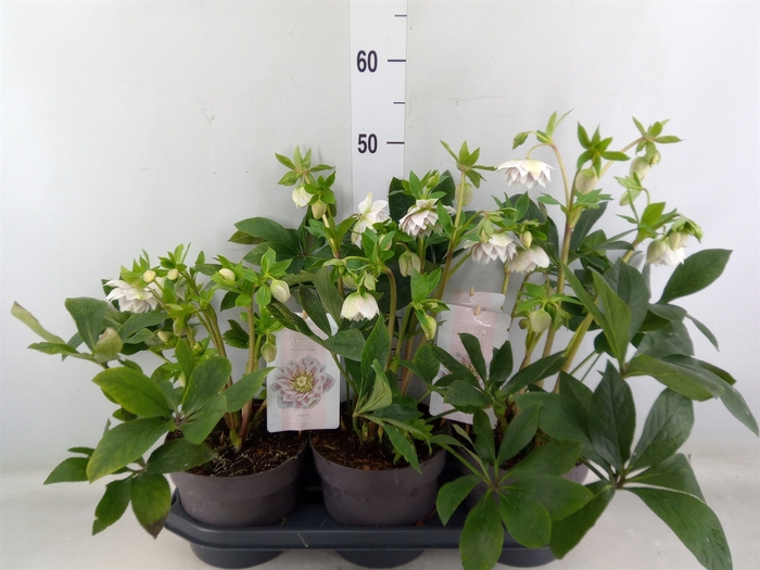 <h4>Helleborus ori. 'Verboom Cinderel'</h4>