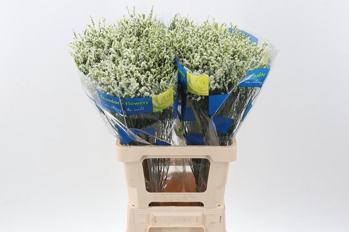 <h4>Lim Sin Pina Colada</h4>