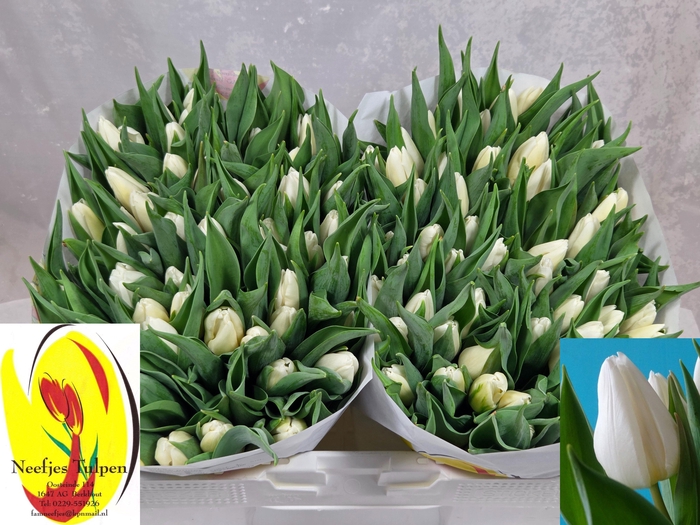 <h4>TU EN WHITE PRINCE</h4>