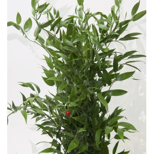 ŽAL SOFT RUSCUS 100gr