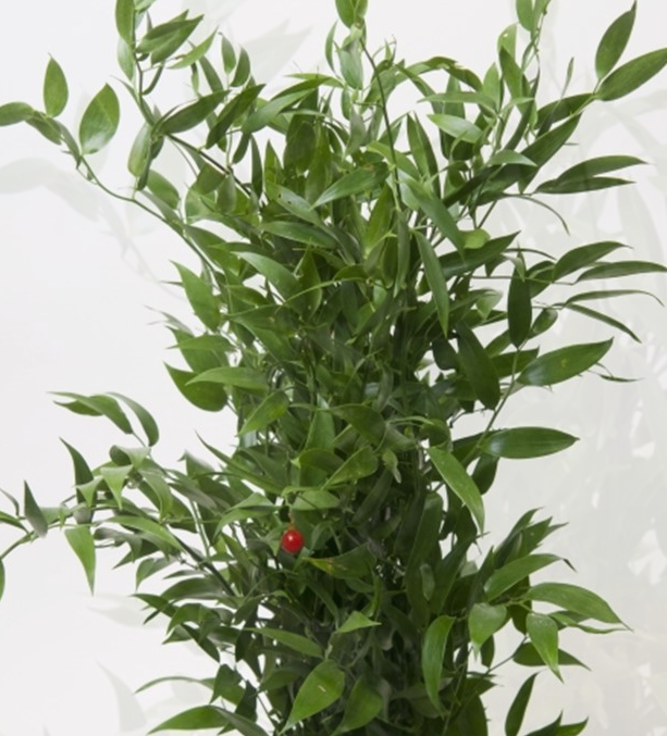 <h4>ŽAL SOFT RUSCUS 100gr</h4>