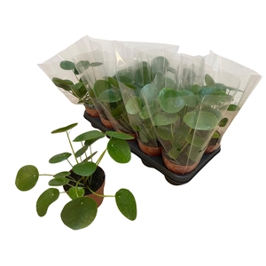 PILEA PEPEROMIOIDES