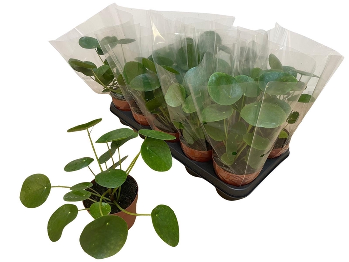<h4>PILEA PEPEROMIOIDES</h4>