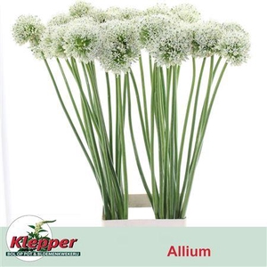 Allium Mount Everest