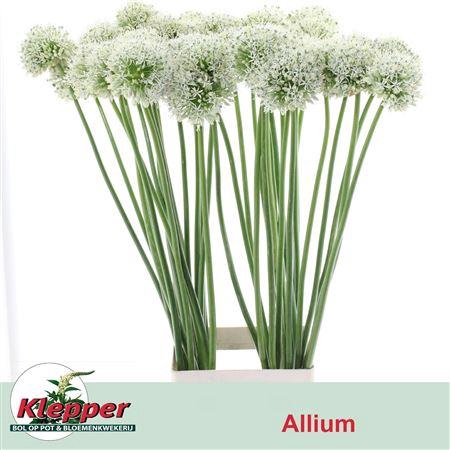 <h4>Allium Mount Everest</h4>
