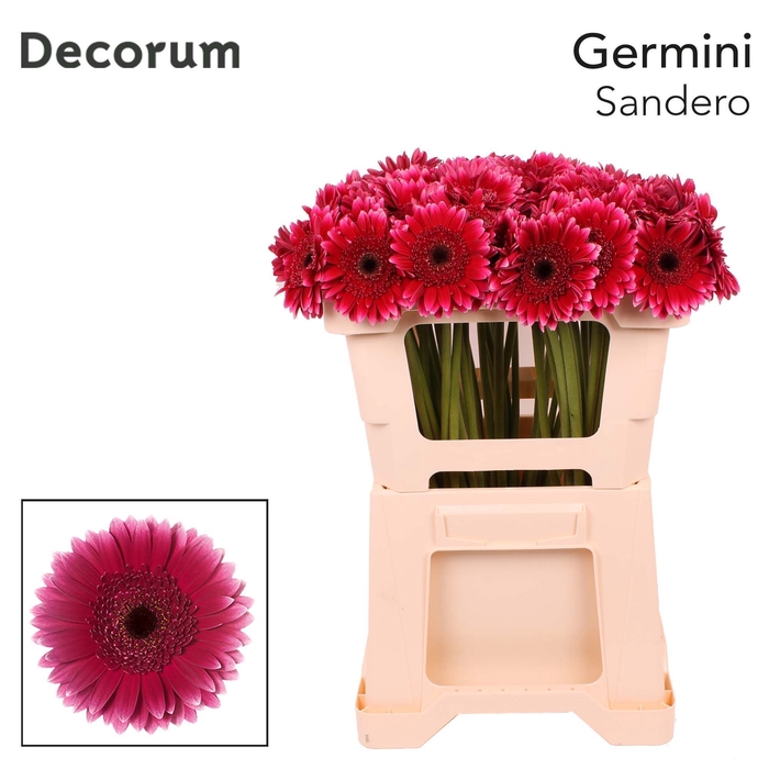 <h4>Germini Sandero Water x60</h4>