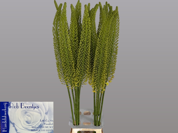 <h4>EREMURUS BOLERO</h4>