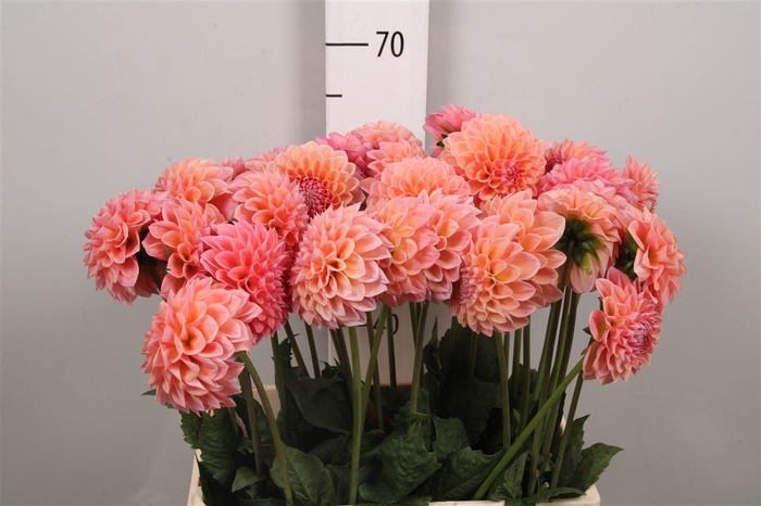 <h4>Dahl Lindas Baby</h4>