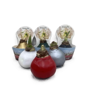 HIPPEASTRUM-HYBRID P14