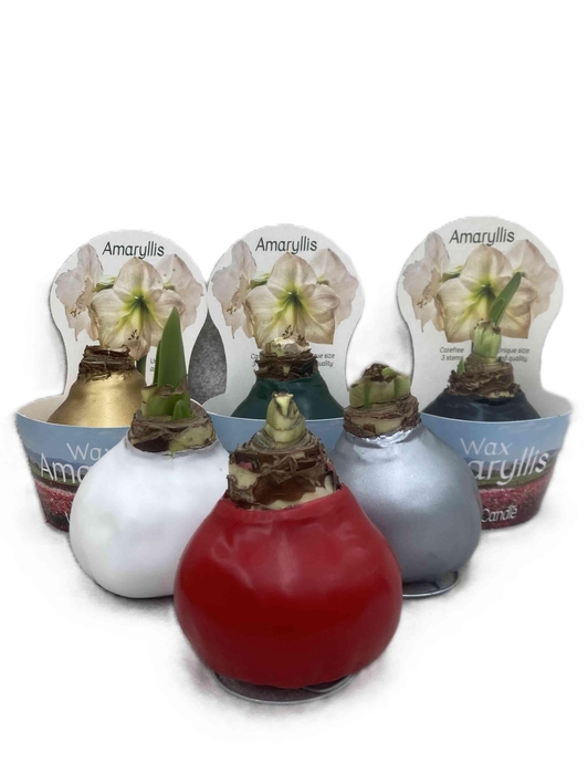 <h4>HIPPEASTRUM-HYBRID P14</h4>