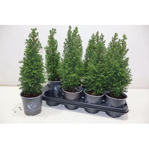 arr8 Cham Th Excell Point