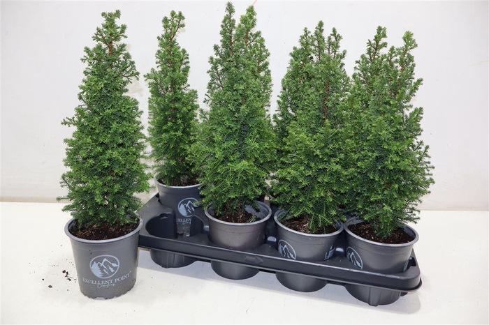 <h4>arr8 Cham Th Excell Point</h4>